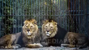 Alertă în Suceava: Doi lei au scăpat de la Zoo Rădăuţi