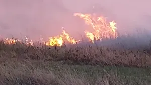 Incendiu puternic în Olt: ard 10 hectare de vegetaţie şi un lan de grâu VIDEO