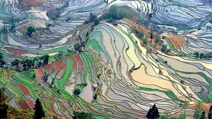 Ţara care va cultiva plante modificate genetic, pentru „redresarea” industriei alimentare