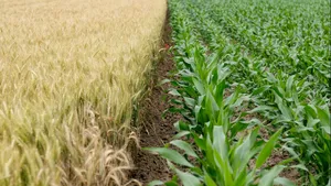 5 tipuri de produse necesare pentru sănătatea culturilor agricole