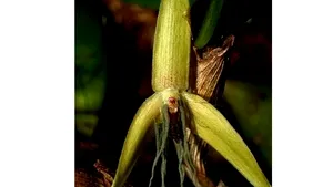 Misterul orhideei care înfloreşte numai noaptea