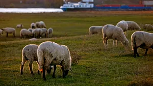 Urmările crizei din Canalul Suez. Navele cu animale au ajuns la destinaţie, după zile întregi de trafic maritim blocat. Rata medie a mortalităţii