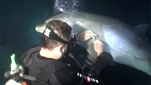 VIDEO EMOŢIONANT - Cum este salvat un delfin de către un scafandru: 