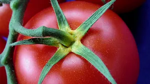 Tomate anticancer, obţinute de cercetătorii britanici