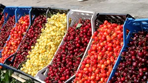 Producţia de cireşe dintr-o comună bistriţeană, la doar 30 la sută faţă de anii trecuţi