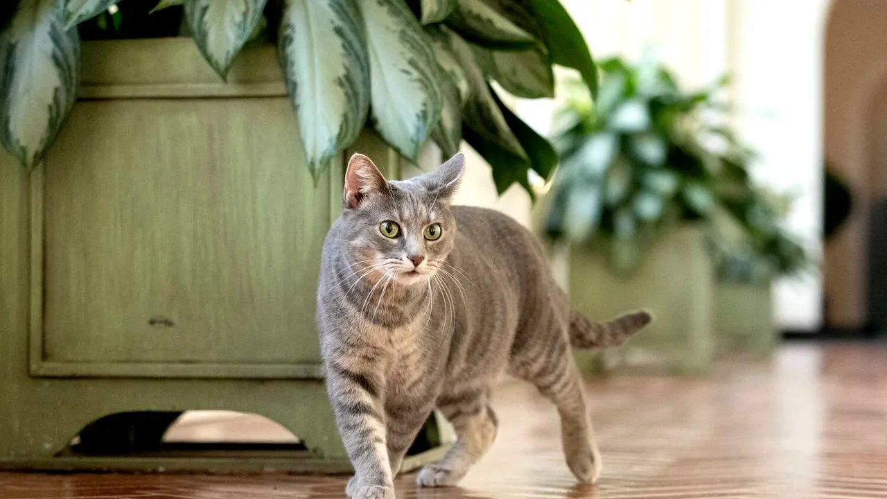 Casa Albă îi urează bun venit lui Willow, noua „primă felină”