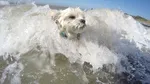 Campionatul Mondial de Surf Canin din California: zeci de câini s-au întrecut pe valuri