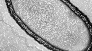 Un virus de 48.500 de ani a fost reînviat din permafrostul siberian