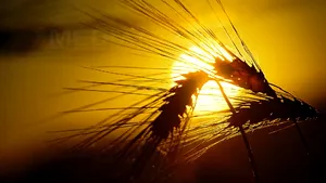 Ministrul Agriculturii: Seceta ar putea afecta şi culturile de toamnă