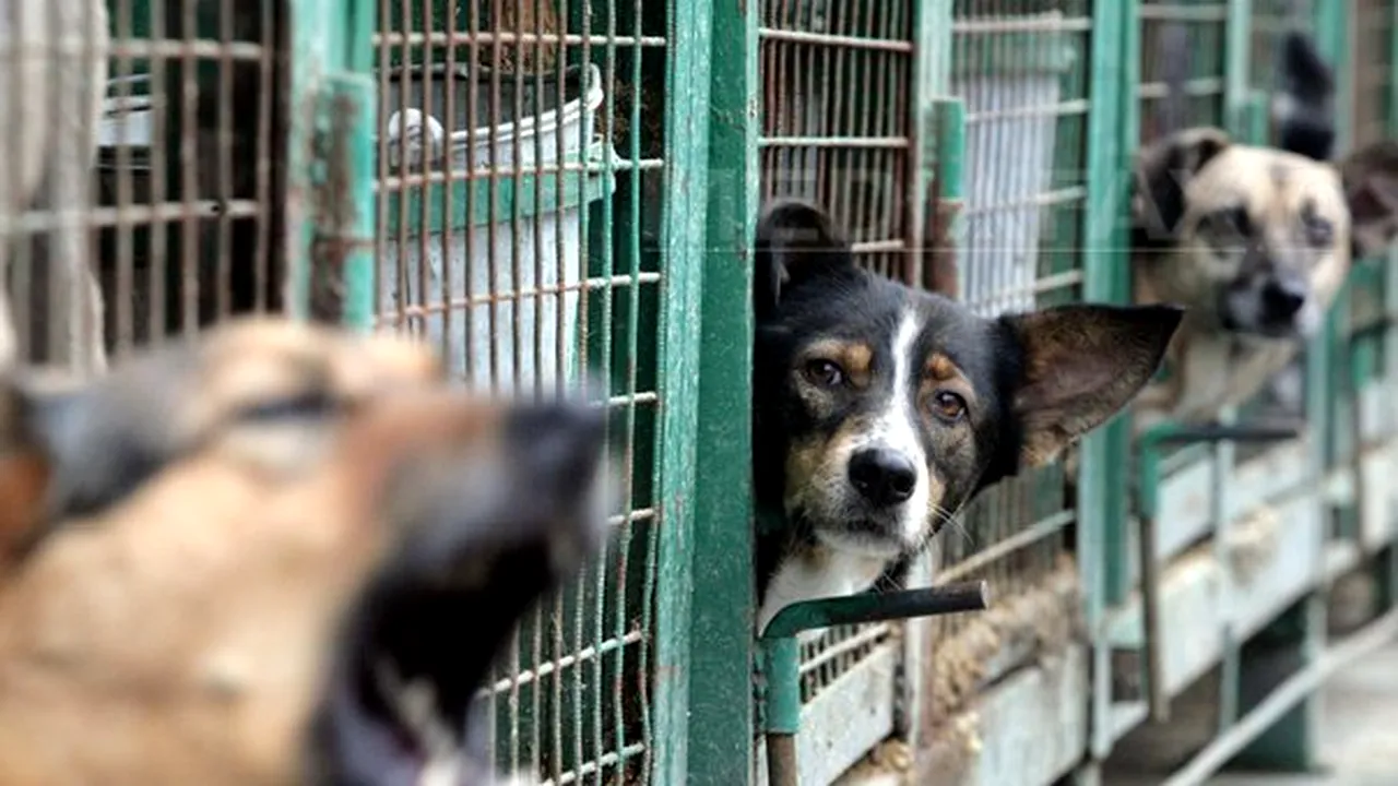 O fată de 13 ani, alungată dezbrăcată din casă de mamă. Copilul a dormit într-o cuşcă de câine