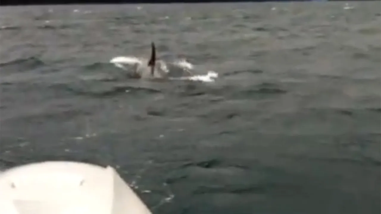 Lupta pentru supravieţuire în Alaska. IMAGINI EMOŢIONANTE surprinse de un cameraman amator - VIDEO   
