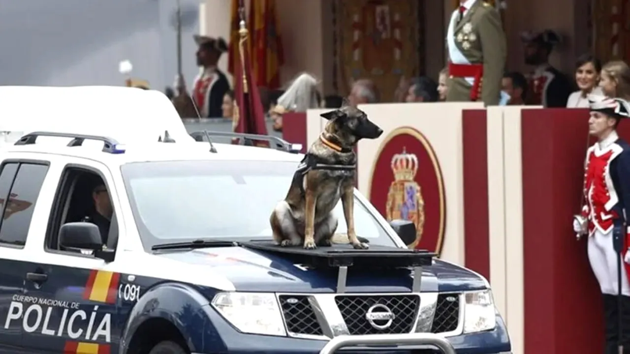 Câinii utilitari care participă la parada militară de Ziua Națională a Spaniei (Ziua Hispanității)