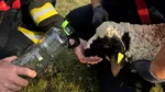 Un miel rătăcit a avut norocul vieții sale. Animalul, blocat într-o râpă de peste 20 de metri