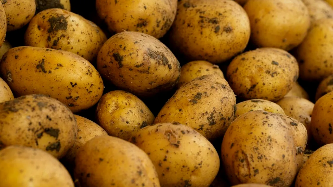 Fermierii asigură calitatea culturilor pentru producția de alimente nutritive printr-un management eficient al dăunătorilor