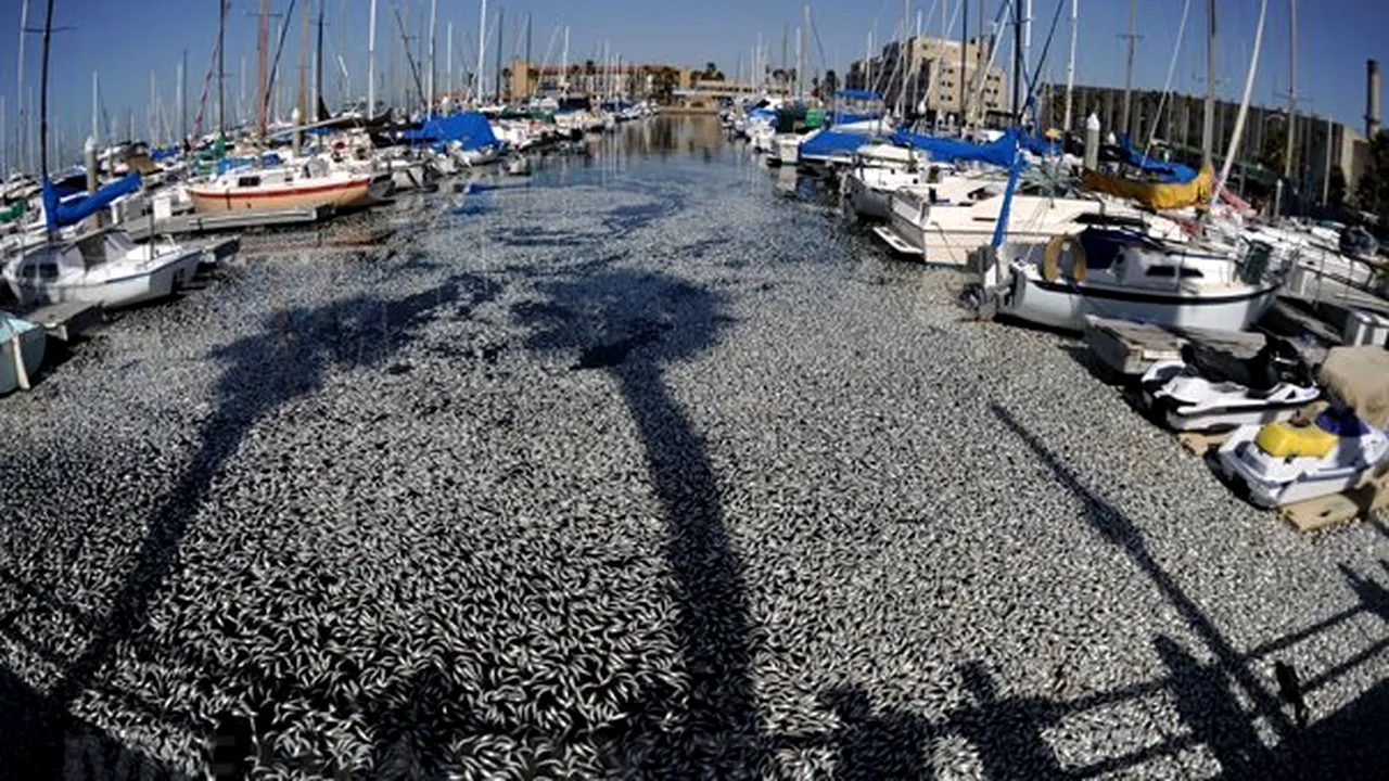 Sute de mii de hamsii moarte găsite în largul coastelor Los Angeles-ului - VIDEO