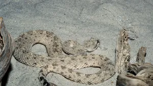 STUDIU Şarpele cu clopoţei schimbă frecvenţa sunetului în funcţie de ameninţările din apropiere. Ce urmăresc cercetătorii