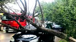 Vânt puternic și copaci doborâți în București și Giurgiu. Zeci de intervenții ale pompierilor