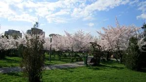 Plajă artificială cu palmieri şi trenuleţ, în Parcul 