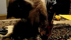 Motanul beţiv: Cum credeţi că bea vin din pahar? - VIDEO