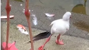 Un pui adorabil de flamingo învaţă cum să stea într-un picior