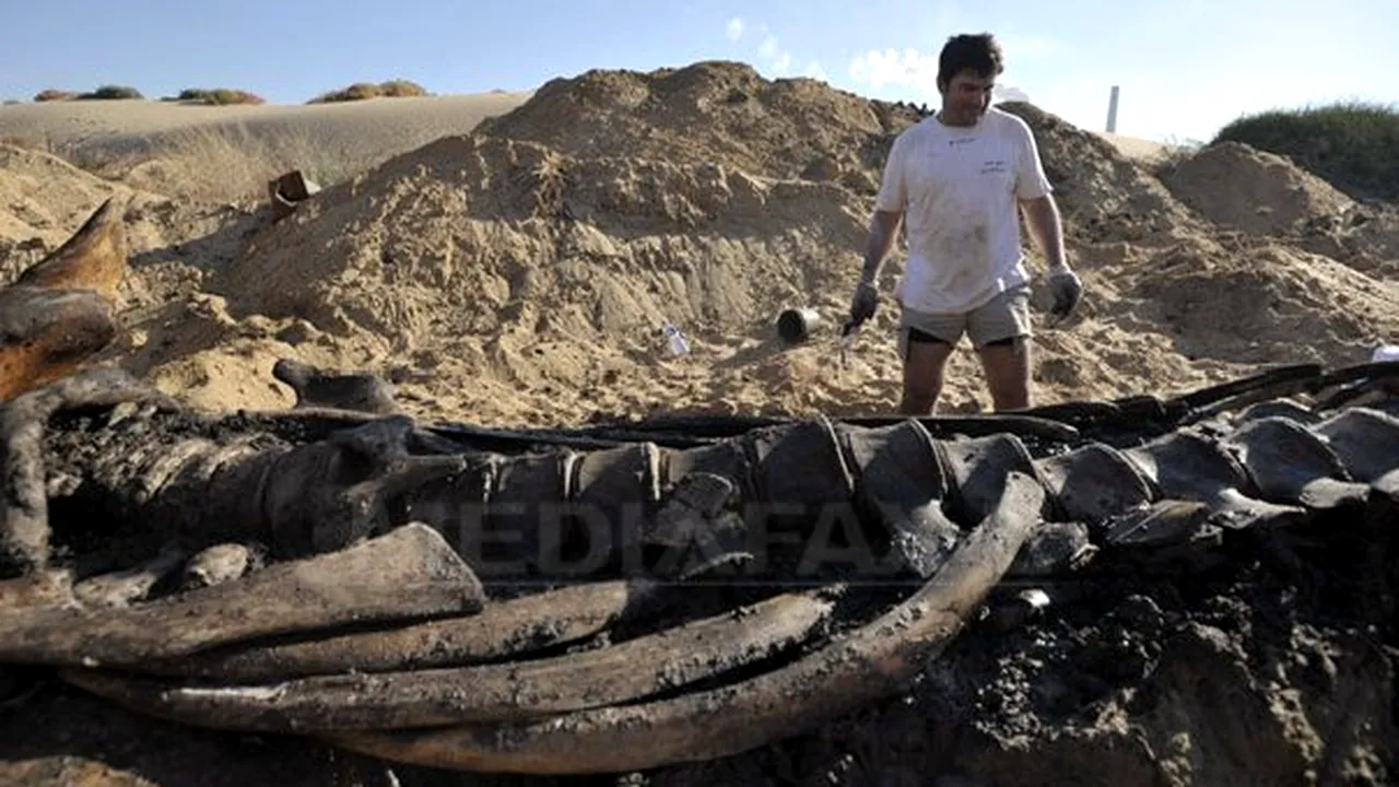Rămăşiţele unui monstru marin care a trăit în urmă cu 12 milioane de ani, descoperite în Peru
