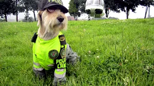 Un şofer de taxi columbian răspândeşte veselie de Crăciun, alături de copilotul său canin