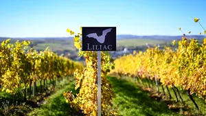 Crama Liliac se aşteaptă la o creştere a cifrei de afaceri cu 17% faţă de anul trecut