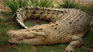 Câţiva crocodili, văzuţi pe străzile din nord-estul Australiei