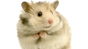 STUDIU: Şoareci surzi, vindecaţi cu ajutorul terapiei genice 