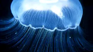 Portul Constanţa, invadat de meduze uriaşe