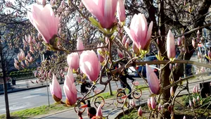 STUDIU Jumătate din arborii sălbatici ai lumii sunt pe cale de dispariţie. Care este principala cauză