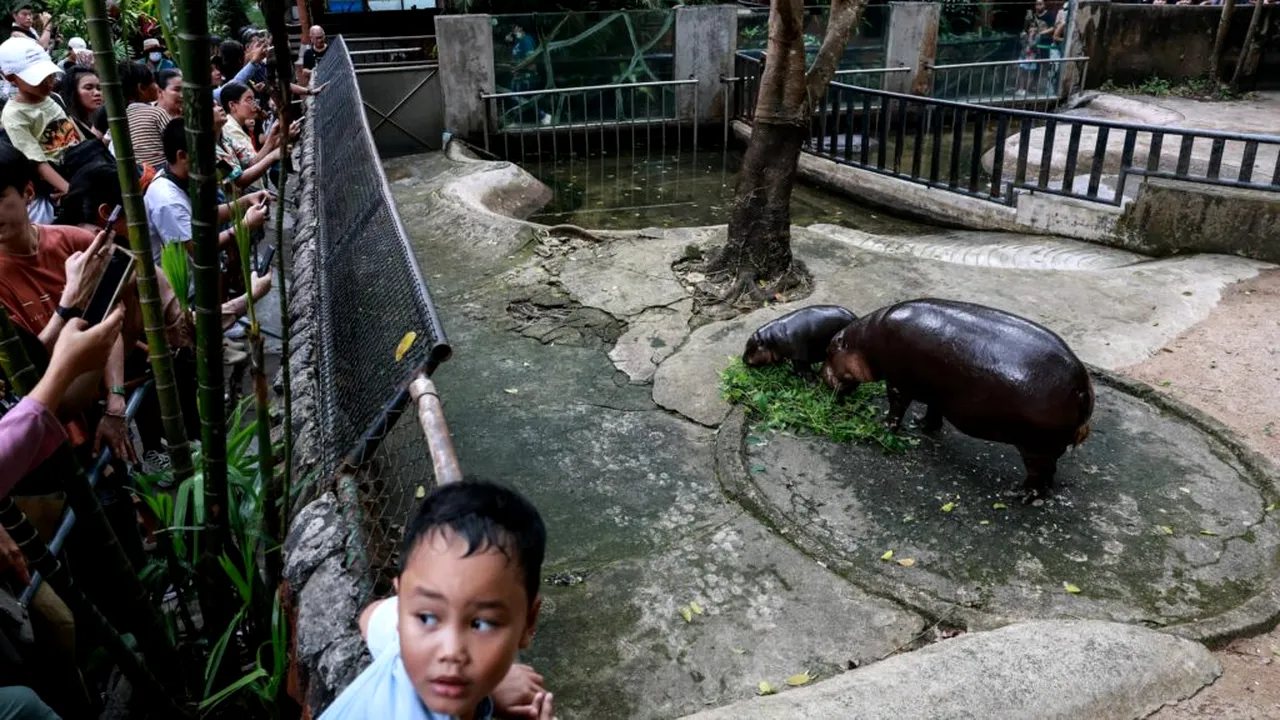 Un bărbat a fost arestat după ce a intrat în țarcul hipopotamului pigmeu Moo Deng de la grădina zoologică din Thailanda