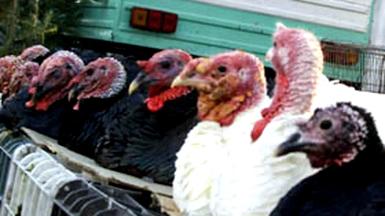 Bosnia raportează gripă aviară H5N1 la o fermă avicolă