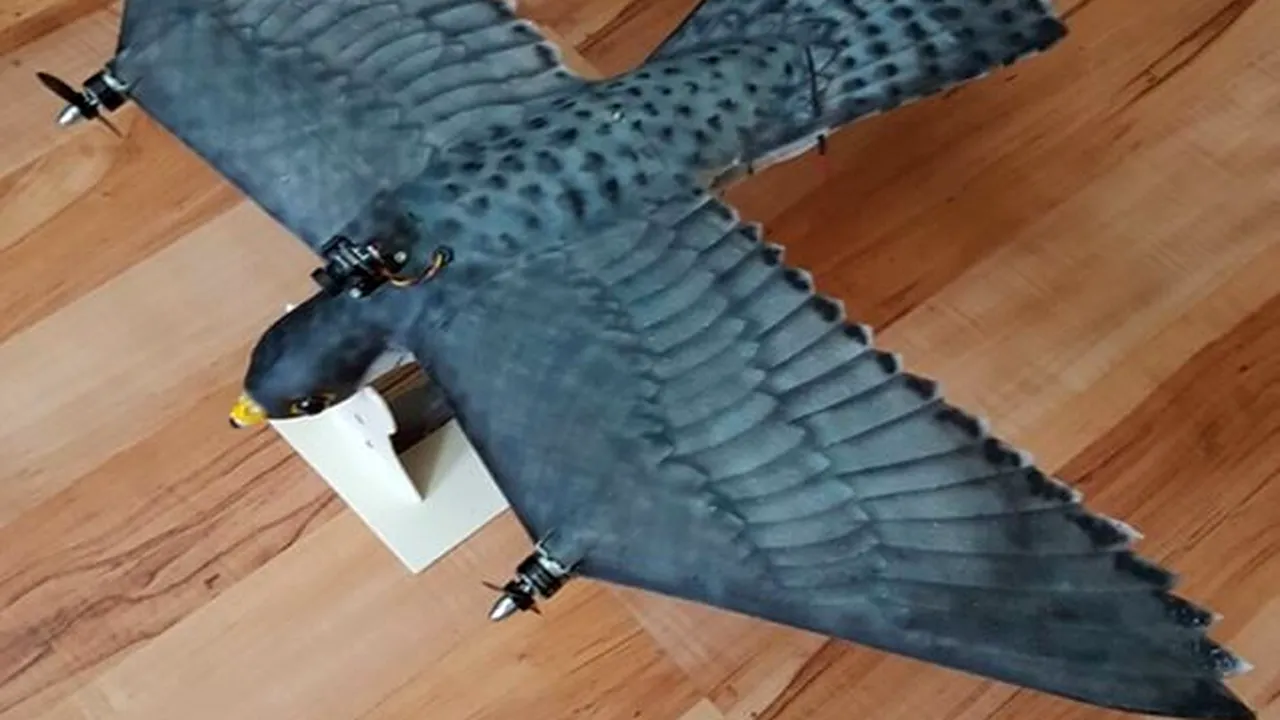 Şoim-robot conceput pentru a ajuta la prevenirea coliziunilor dintre păsări şi avioane. Limitările păsării robotizate