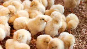 Germania devine prima ţară care interzice practica uciderii puilor de găină de sex masculin