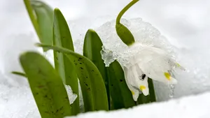 METEO: Cum va fi vremea în ultimul weekend de iarnă. Temperaturile scad, iar local se anunţă ninsori