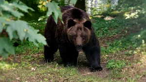 Bărbat atacat de urs în judeţul Vrancea. Victima a ajuns la spital, animalul a fost găsit mort