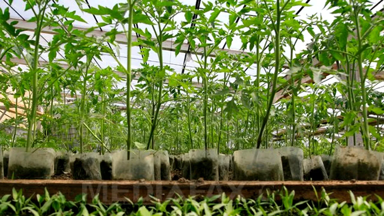 13.000 de tineri fermieri se vor instala în mediul rural, printr-un program special