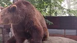 Campanie pentru salvarea ursului Baloo de la Straja. În ce condiții precare trăiește cunoscutul animal