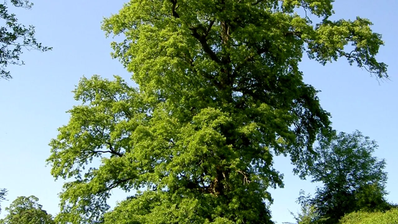 Ce copaci să nu plantezi în curte, dacă nu vrei să regreți peste 10 ani