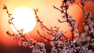 LIFE Echinocțiul de primăvară 2026. Explicația pentru care primăvara nu mai vine pe 21 martie