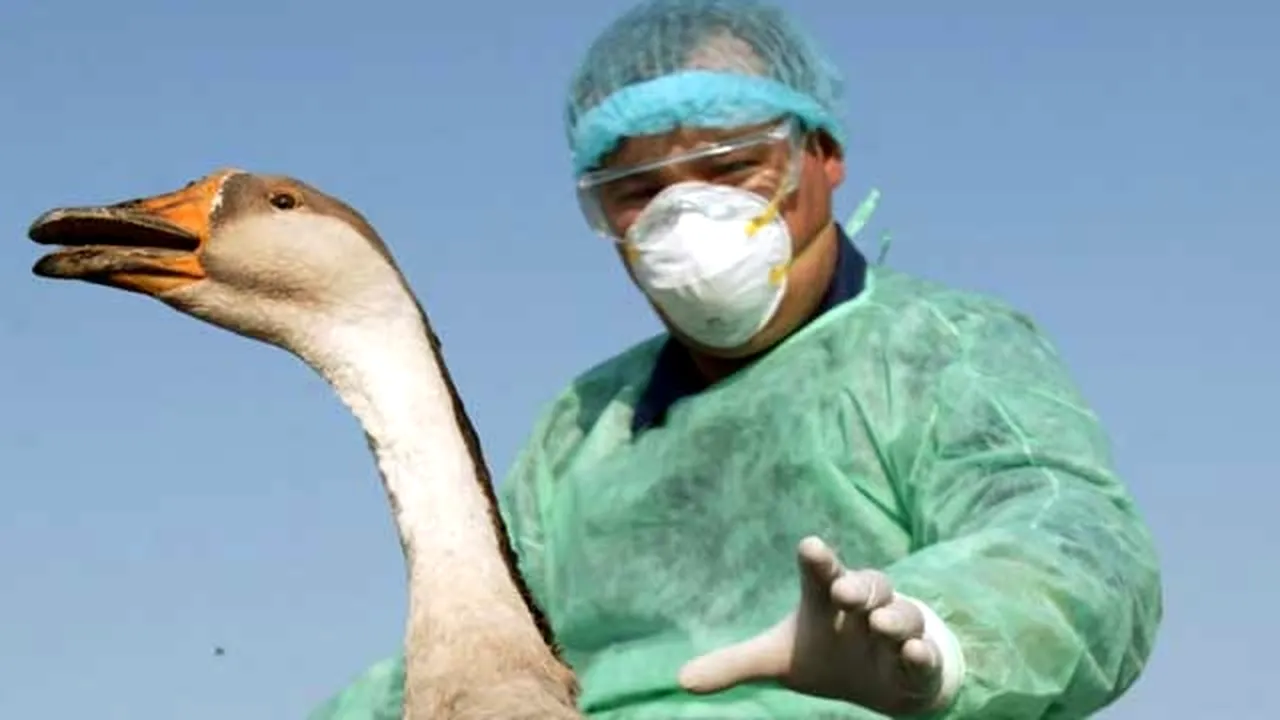 ANSVSA: Au fost confirmate 12 focare de gripă aviară la păsări domestice în şase judeţe