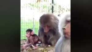 Grădina Zoologică din Hunedoara, în căutare de nume pentru un pui de babuin, născut în captivitate | VIDEO