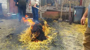 RITUALURI de Crăciun din România. Tradiţiile de tăiere a porcului, păstrate în Banat. Animalul, pârlit cu paie şi spălat nemţeşte GALERIE FOTO 