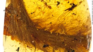 A fost descoperită o coadă de dinozaur veche de 99 de milioane de ani, conservată perfect 