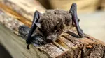 O americancă s-a trezit în propria casă cu un liliac care încerca să îi intre în gură: „Am crezut că visez”