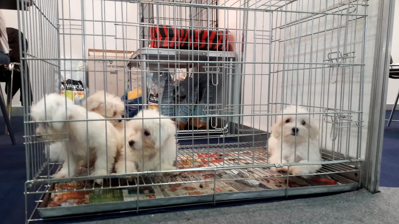 Reguli simplificate pentru intrarea animalelor de companie din Liban în România