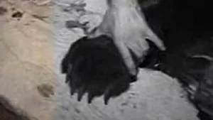 Ursul care a omorât un om şi a rănit un altul, la Zărneşti, a fost împuşcat