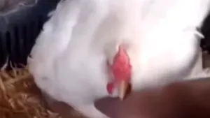 Găina care cloceşte altceva decât ouă. VIDEO 