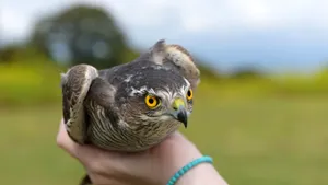 VIDEO Un prinţ din Arabia Saudită a transportat 80 de şoimi cu avionul 